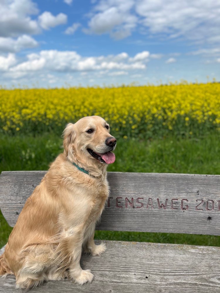 Hundetreffen-Neue Hundekontakte und soziales Verhalten lernen-Profilbild