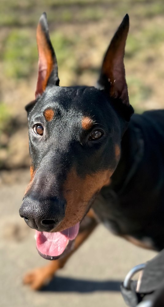 Hundetreffen-Spielkamerad gesucht-Profilbild