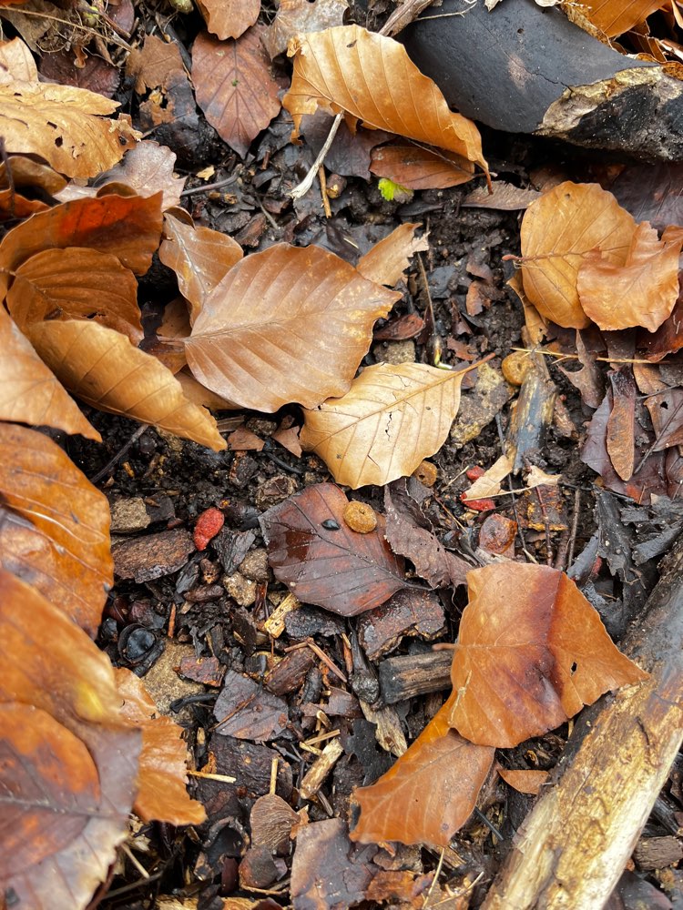 Giftköder-Leckerlies unterm Laub-Profilbild