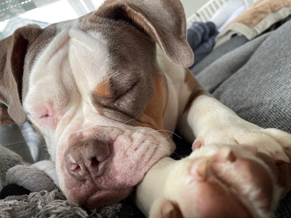 Hundetreffen-Welpentreffen-Profilbild