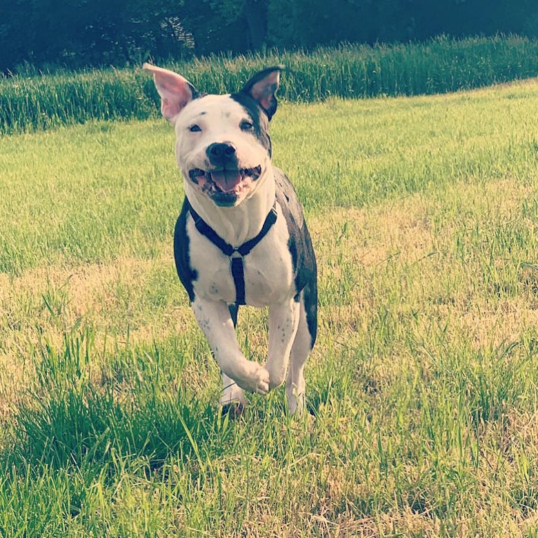 Hundetreffen-Traingspartner/in-Profilbild