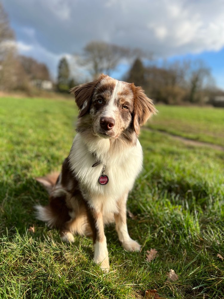 Hundetreffen-Gemeinsame Gassi- und/oder Spielrunden :)-Profilbild
