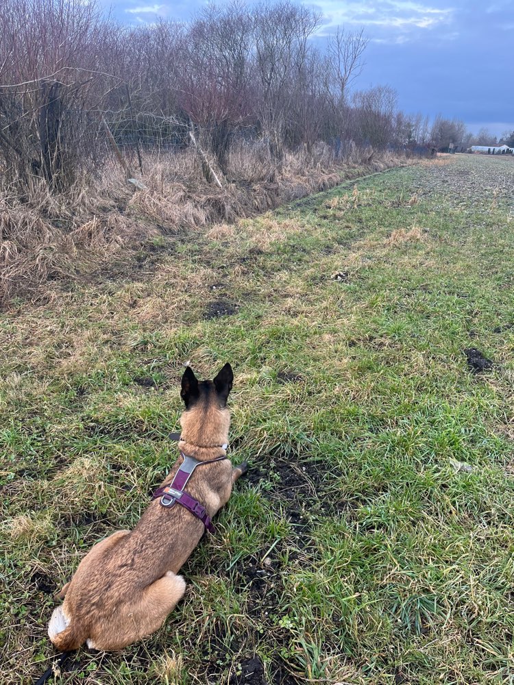 Erziehungshalsband  Erziehung & Training  Hundeforum von Dogorama   Dogorama App