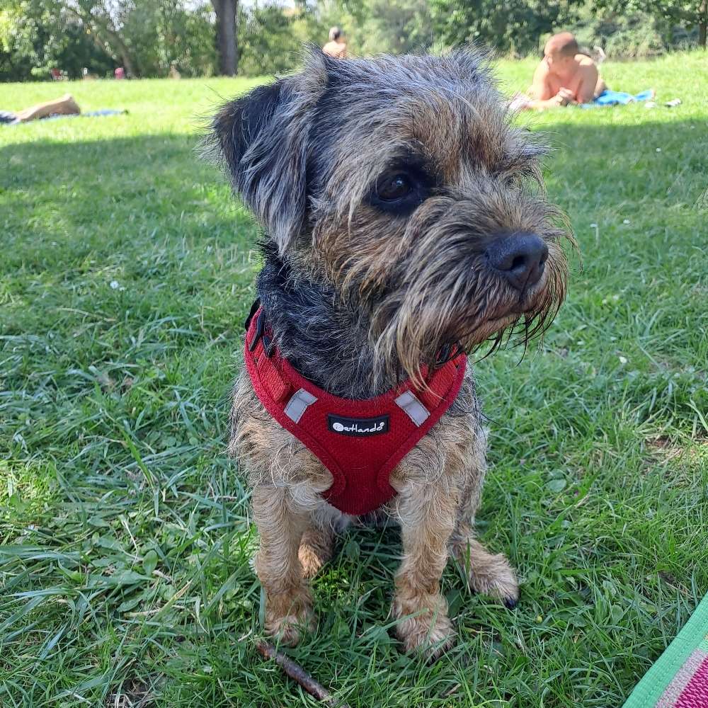 Hundetreffen-Gassirunden und Spielen-Profilbild