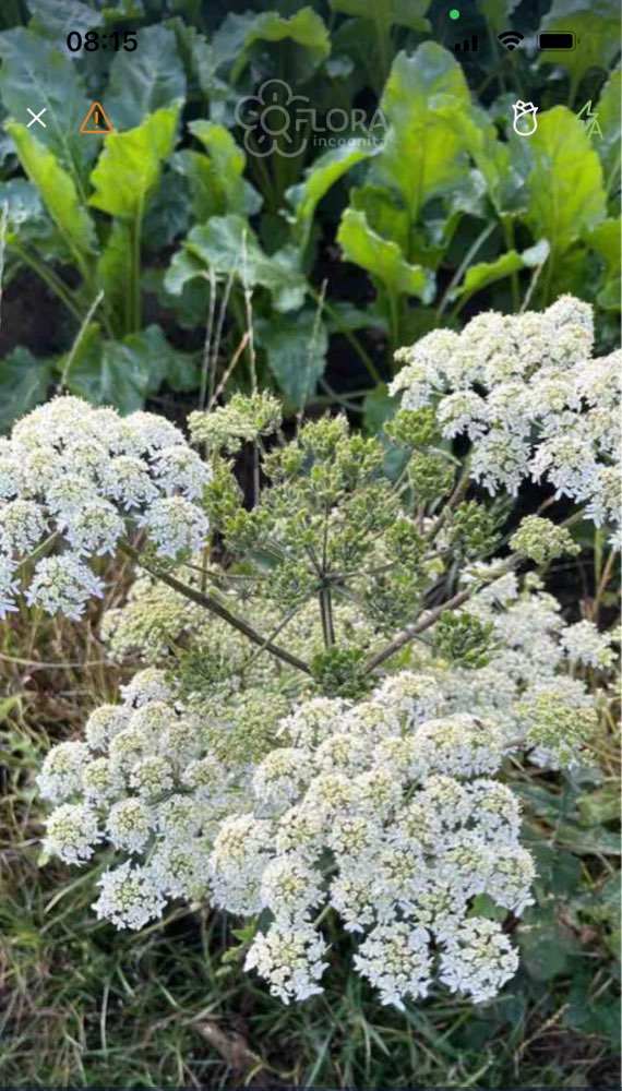 Giftköder-Bärenklau-Profilbild