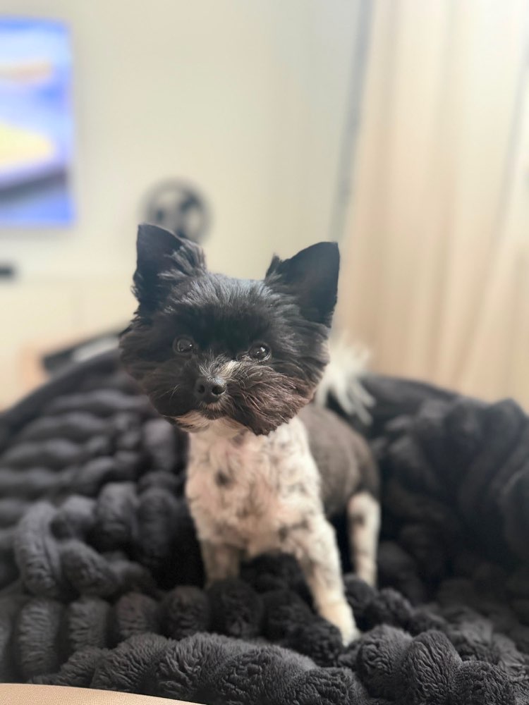 Hundetreffen-Treffen für gemeinsame Hunderunde 🐶🐾-Profilbild