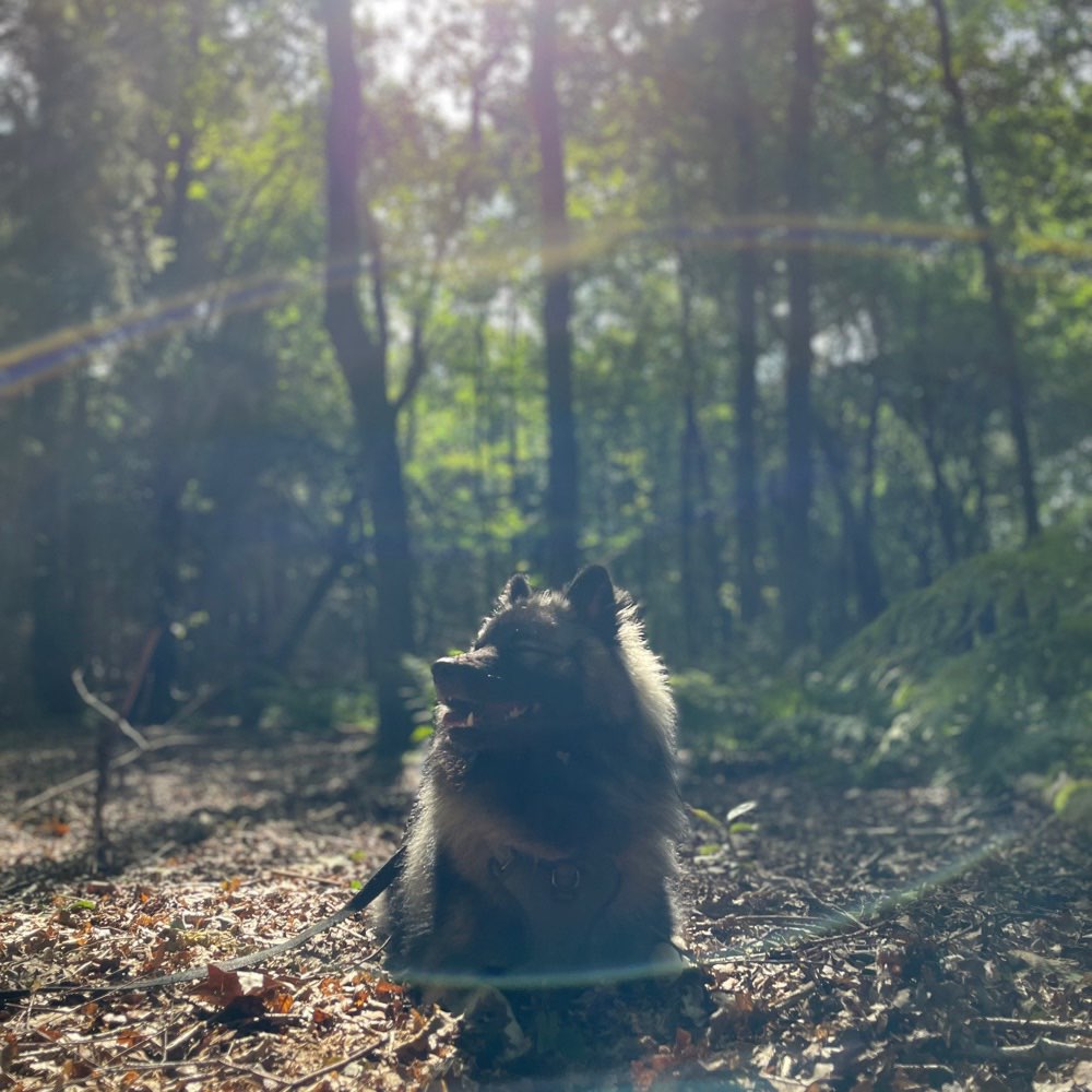 Hundetreffen-Hundegruppe zum gemeinsamen Spazieren/Spielen/ Unterstützen-Profilbild