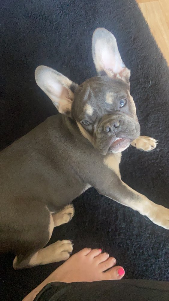 Hundetreffen-Junghund Spielrunden-Profilbild