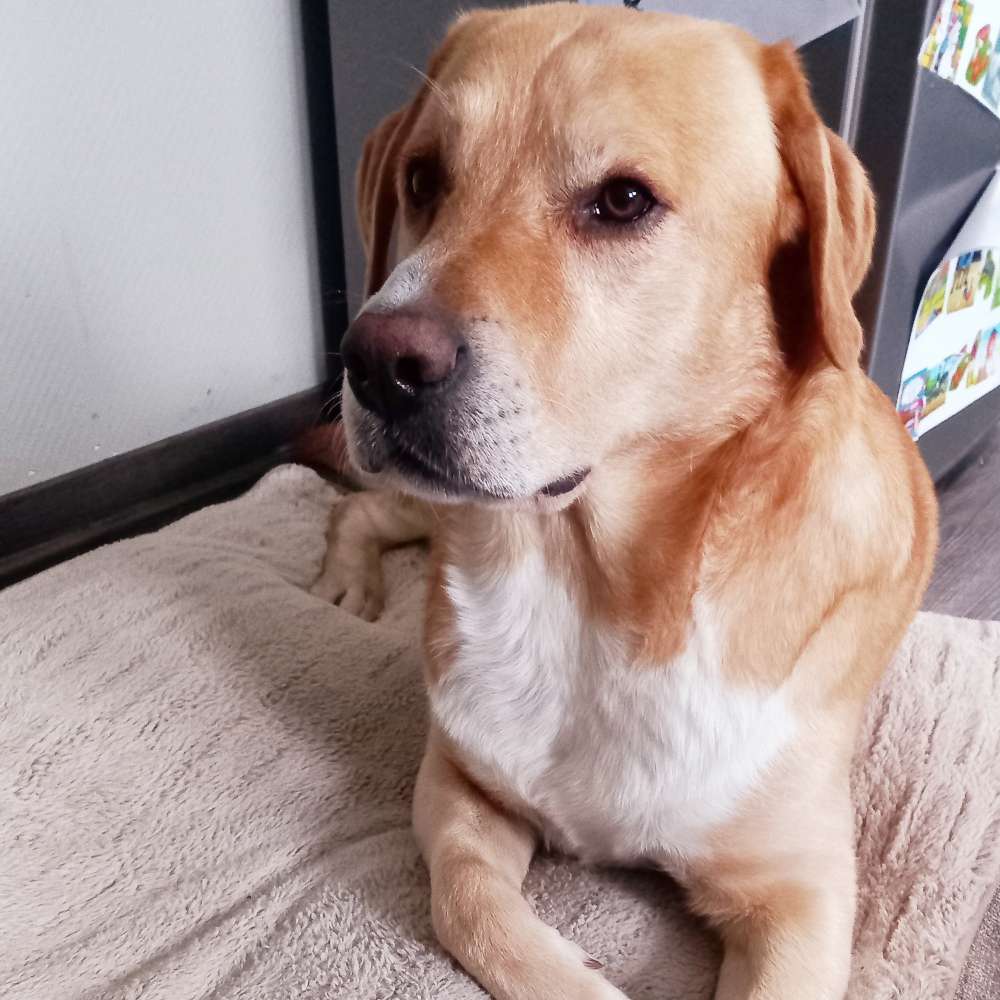 Hundetreffen-Gemeinsame Gassirunde , Training Hundebegegnungen,  Spielen-Profilbild