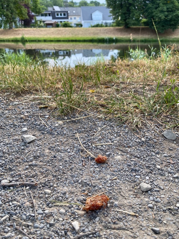 Giftköder-Rohes Hackfleisch am Werreufer-Profilbild