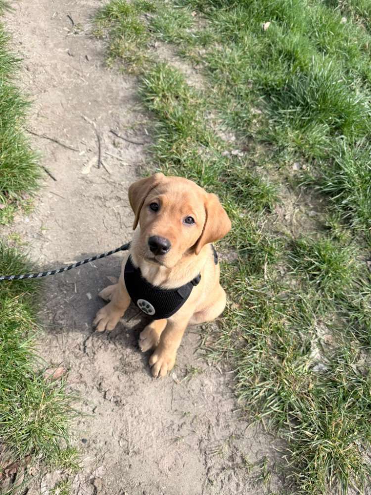 Hundetreffen-Welpen zum Spielen gesucht :)-Profilbild