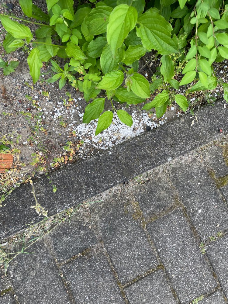 Giftköder-Rattengift-Profilbild