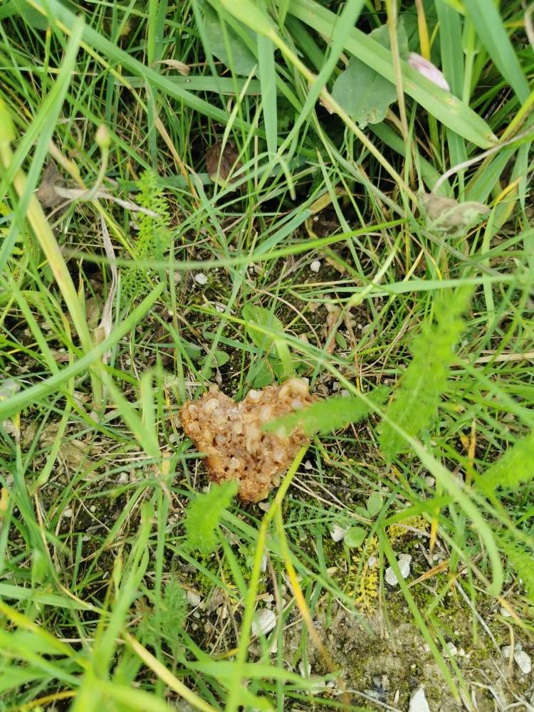 Giftköder-Brotstücke-Profilbild