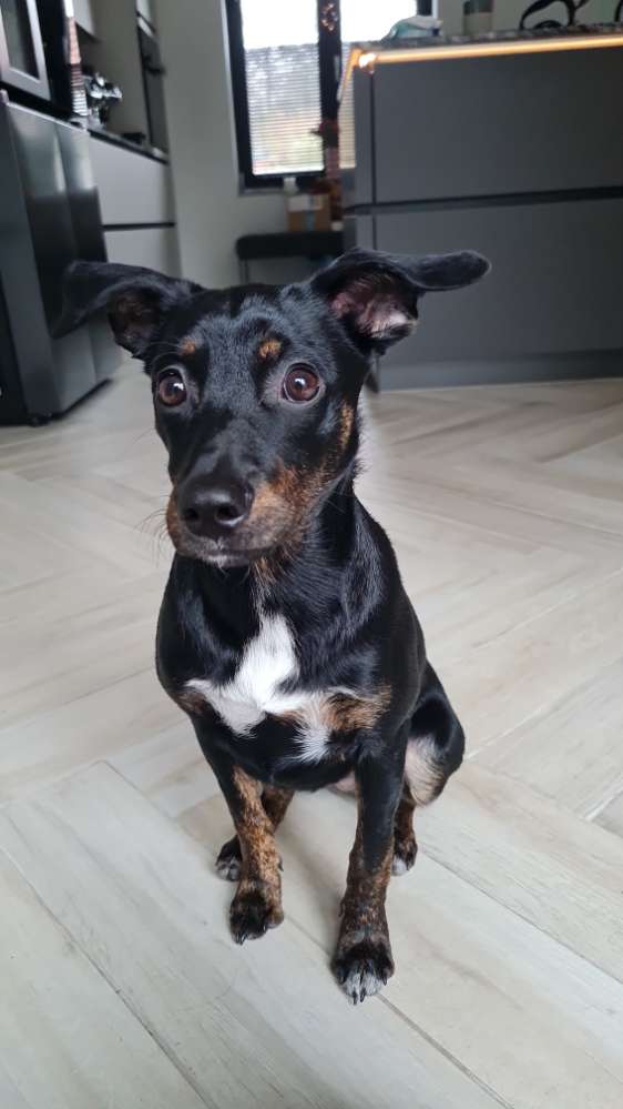 Hundetreffen-Spielpartner gesucht-Profilbild