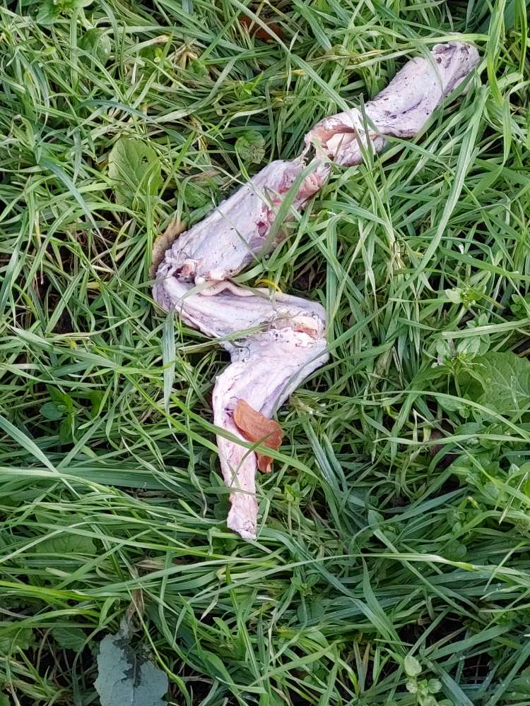 Giftköder-Knochenreste-Profilbild