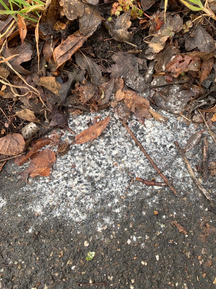 Giftköder-Weißes Pulver(Alpha Chloralose?)/Rondorf-Profilbild