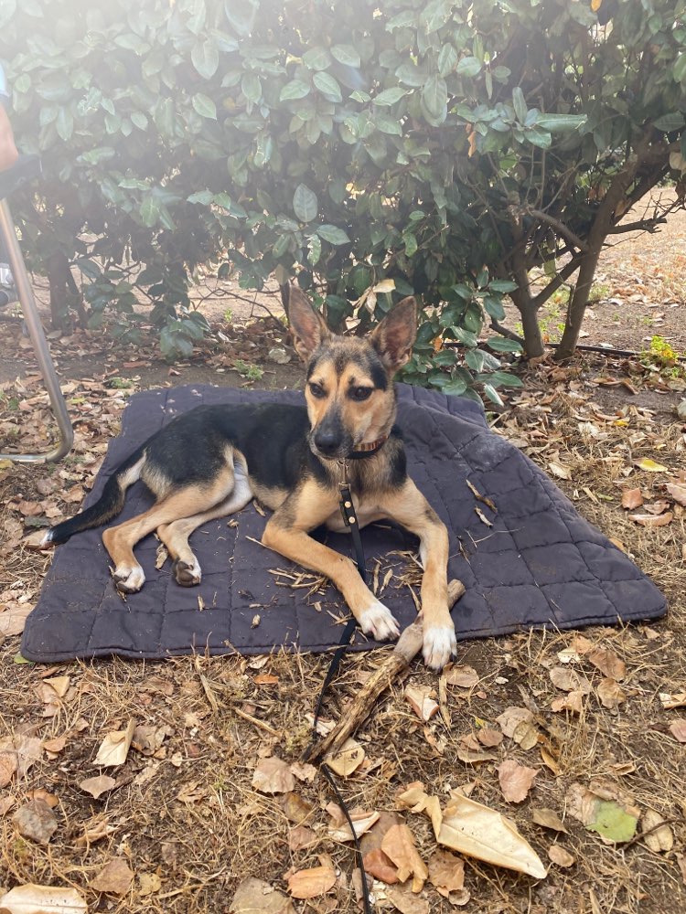 Hundetreffen-Hundetreffen mit Angsthund-Profilbild