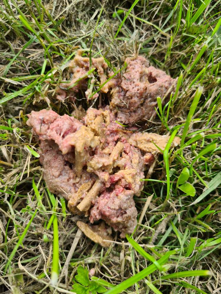 Giftköder-Giftköder-Profilbild