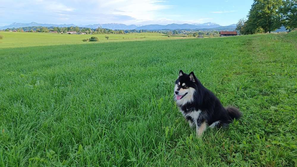 Hundetreffen-Entspannte Gassirunde-Profilbild