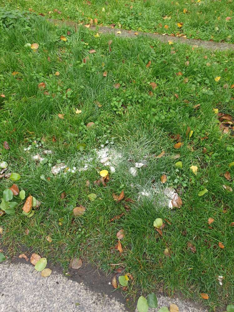Giftköder-Weißes Pulver auf der Wiese-Profilbild