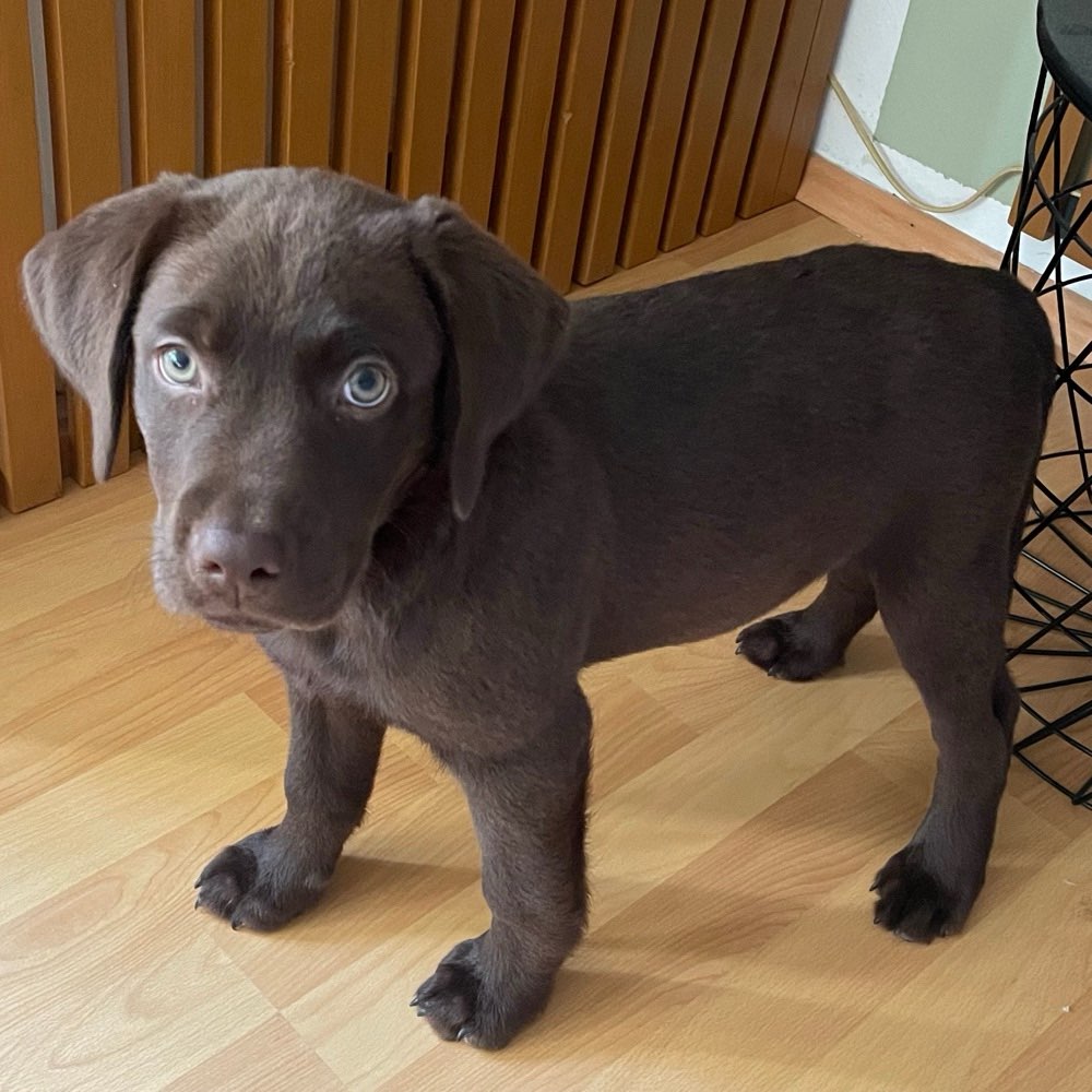 Hundetreffen-Gassi - und Trainingspartner gesucht-Profilbild