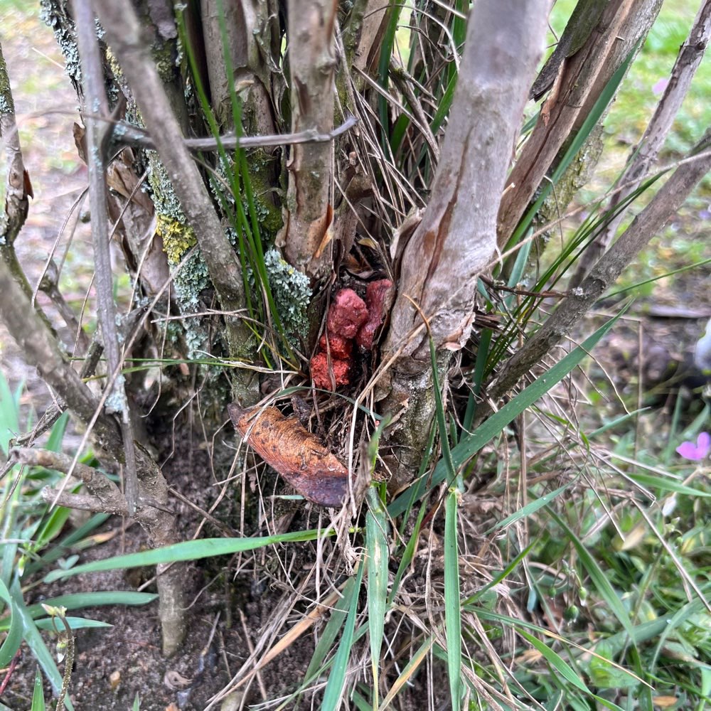 Giftköder-Wahrscheinlich Giftköder-Profilbild