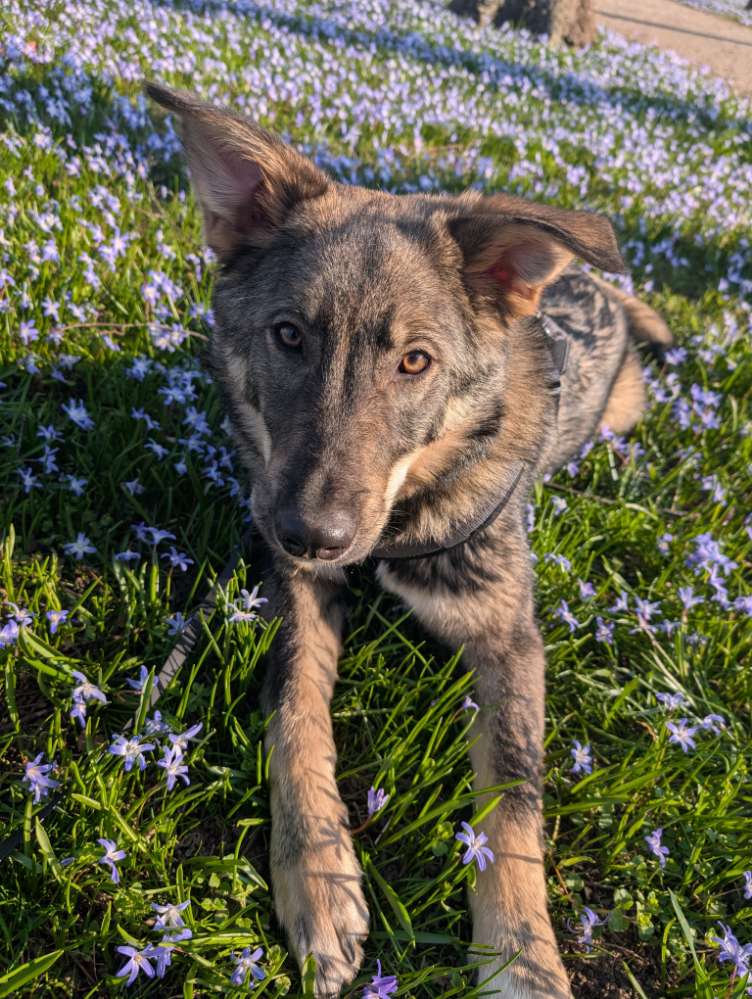 Hundetreffen-Spiel- & Gassi-Freunde-Profilbild