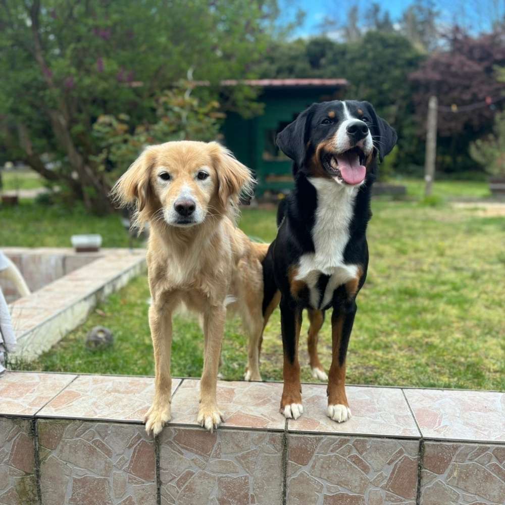 Hundetreffen-Hundebegegnungen üben-Profilbild