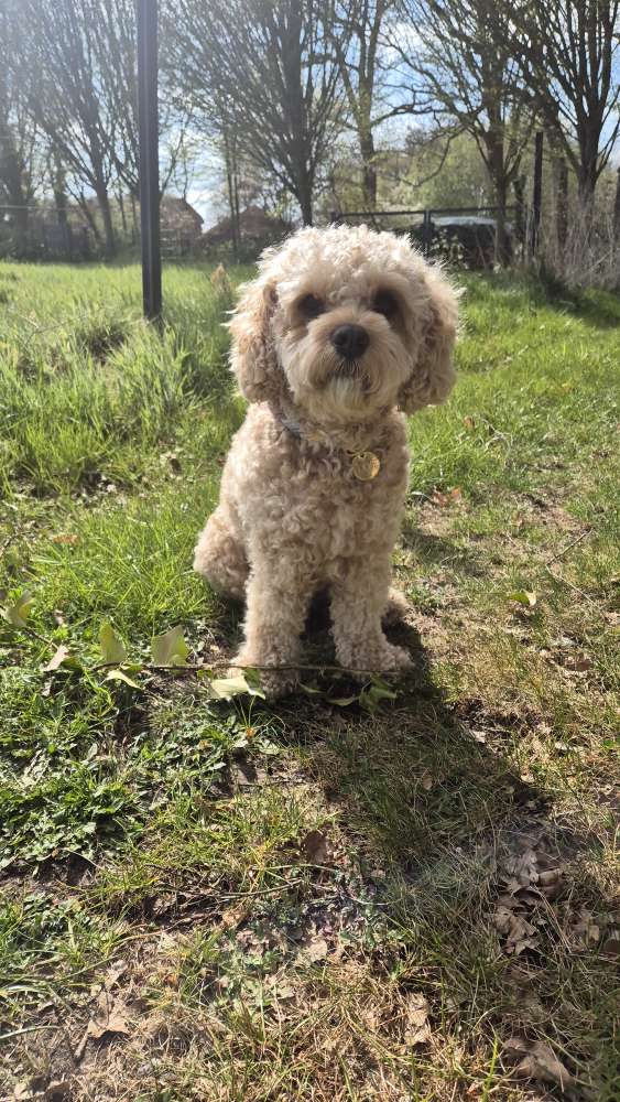 Hundetreffen-Walkies und Spieltreffen-Profilbild