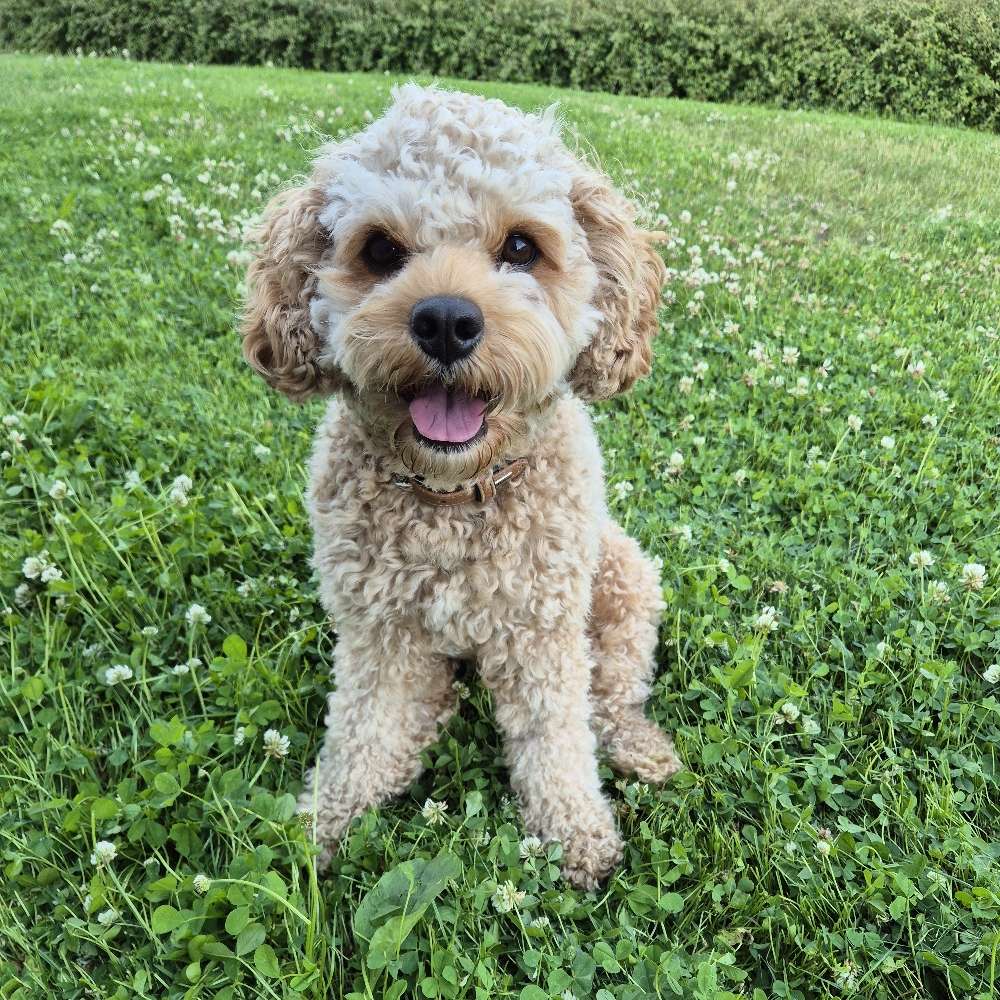 Hundetreffen-Hundefreilaufplatz Treffen-Profilbild