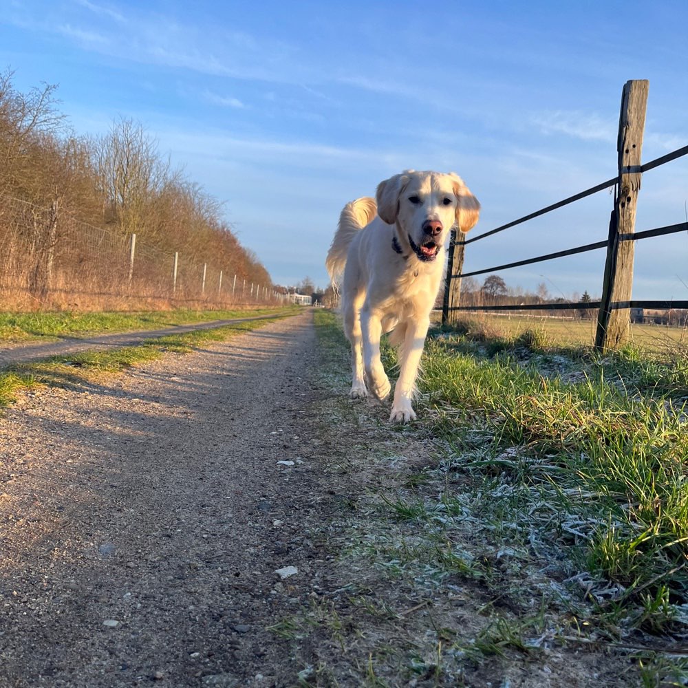 Hundetreffen-Spaziergang und Spielen-Profilbild