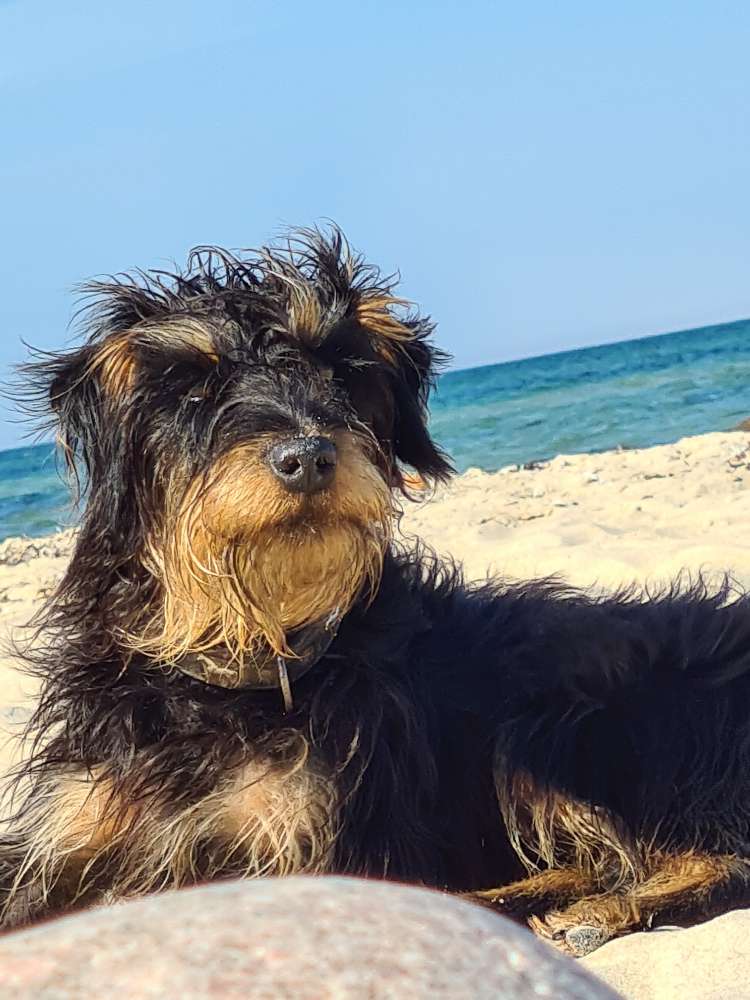 Suchmeldung-Jessy-Profilbild