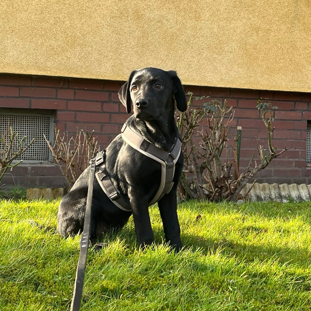 Hundetreffen-Welpentreffen-Profilbild