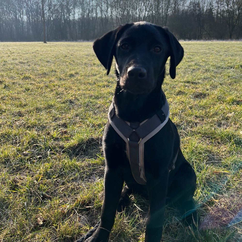 Hundetreffen-Spielpartner in Solingen gesucht-Profilbild