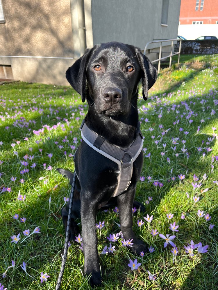 Hundetreffen-Spielpartner gesucht (Bärenloch Solingen)?-Profilbild