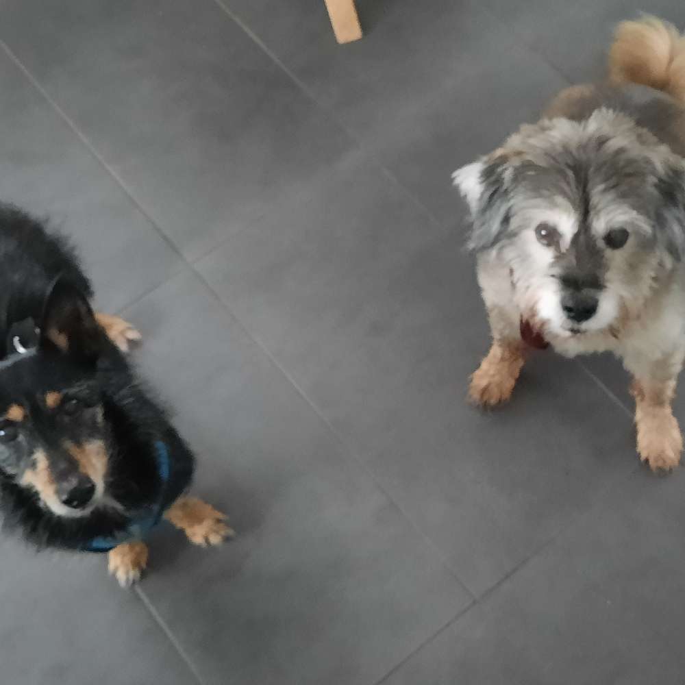 Hundetreffen-Seniorentreffen-Profilbild