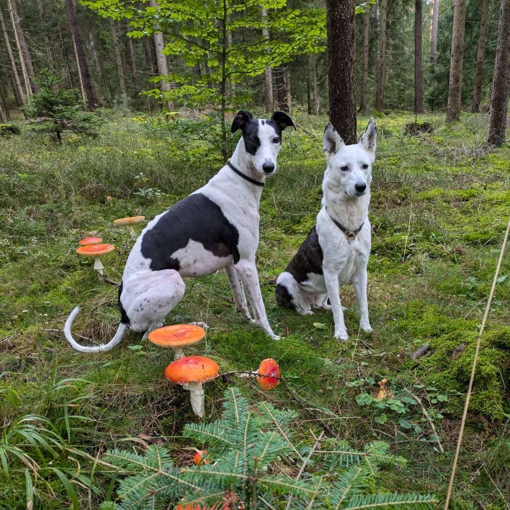 Hundetreffen-Spaziergang in netter Gesellschaft-Profilbild