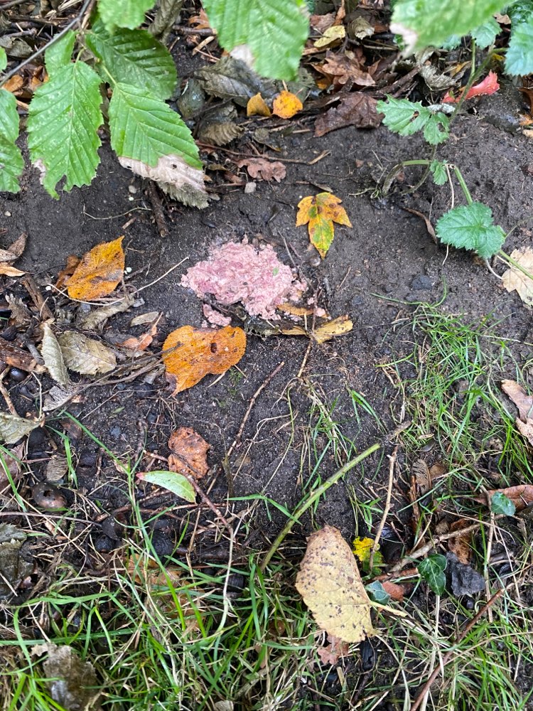 Giftköder-Ausgelegtes Fleisch im Gebüsch-Profilbild