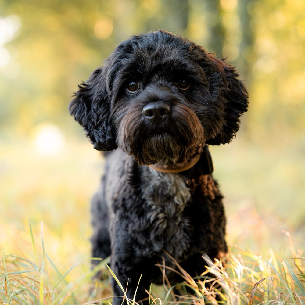 Hundetreffen-Spielfreunde gesucht-Profilbild