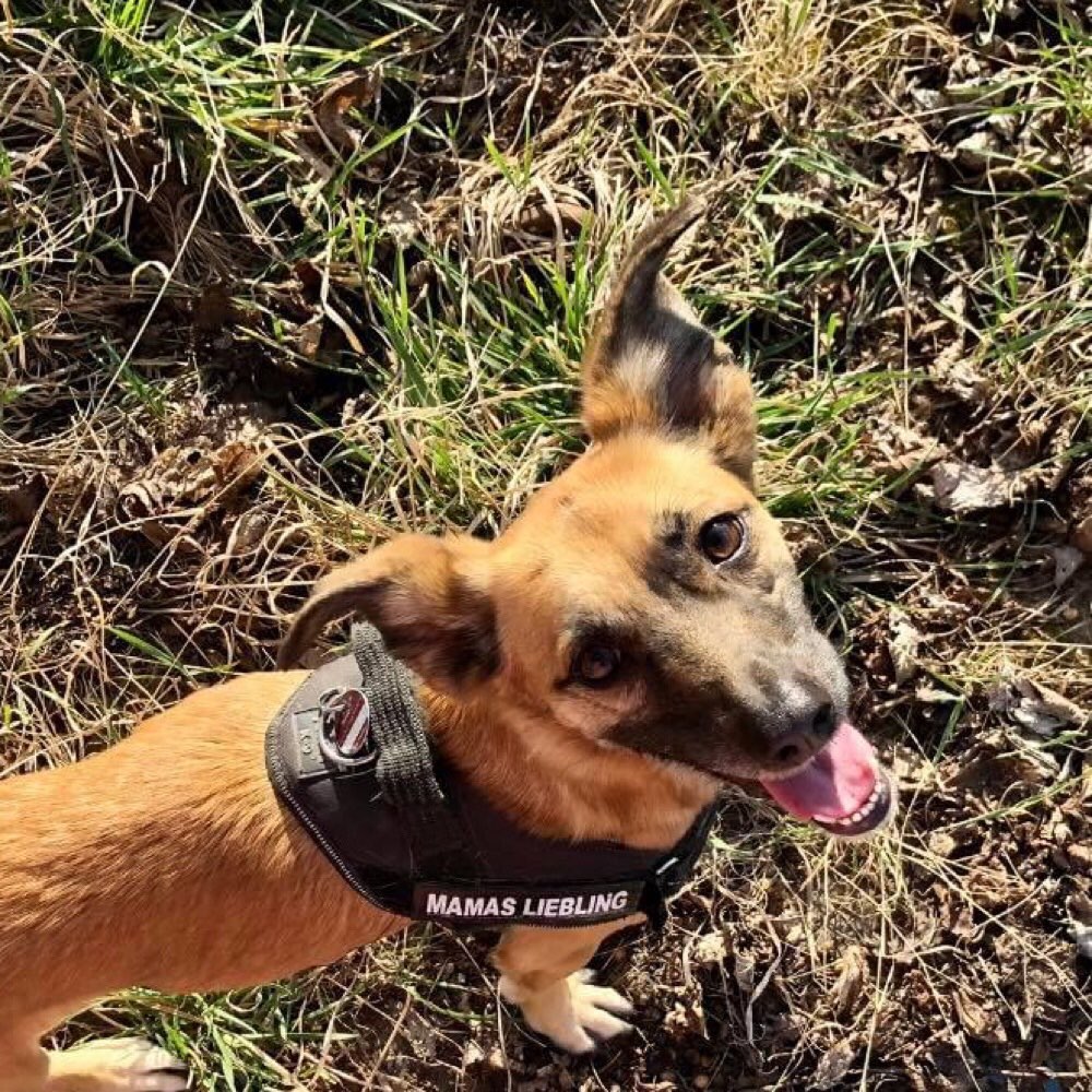 Hundetreffen-Suchen einen gassi geh Freund oder freundin🦮-Profilbild