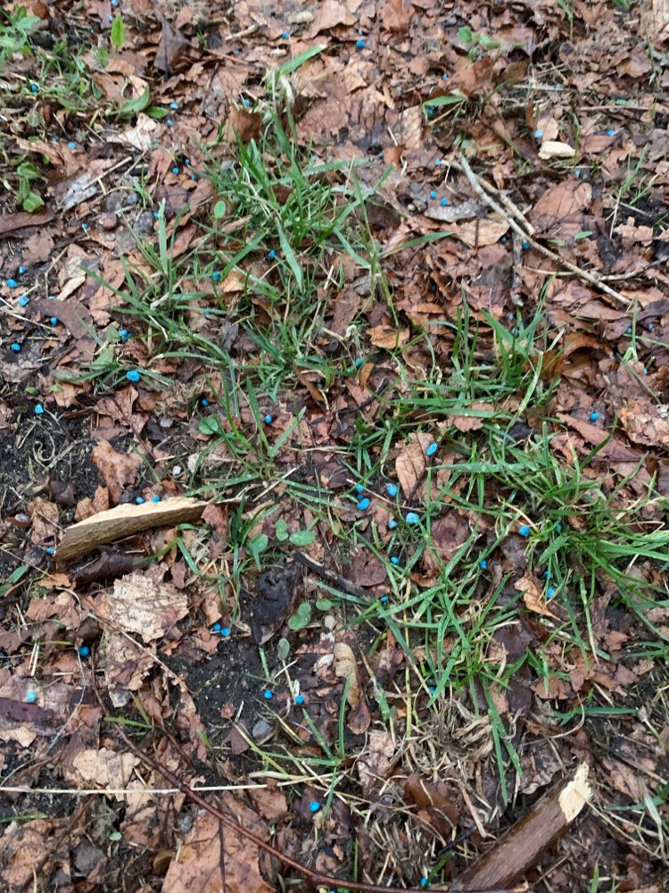 Giftköder-Blaues Granulat-Profilbild