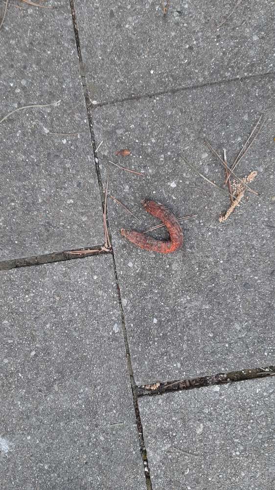 Giftköder-Vermutlich Giftköder-Profilbild