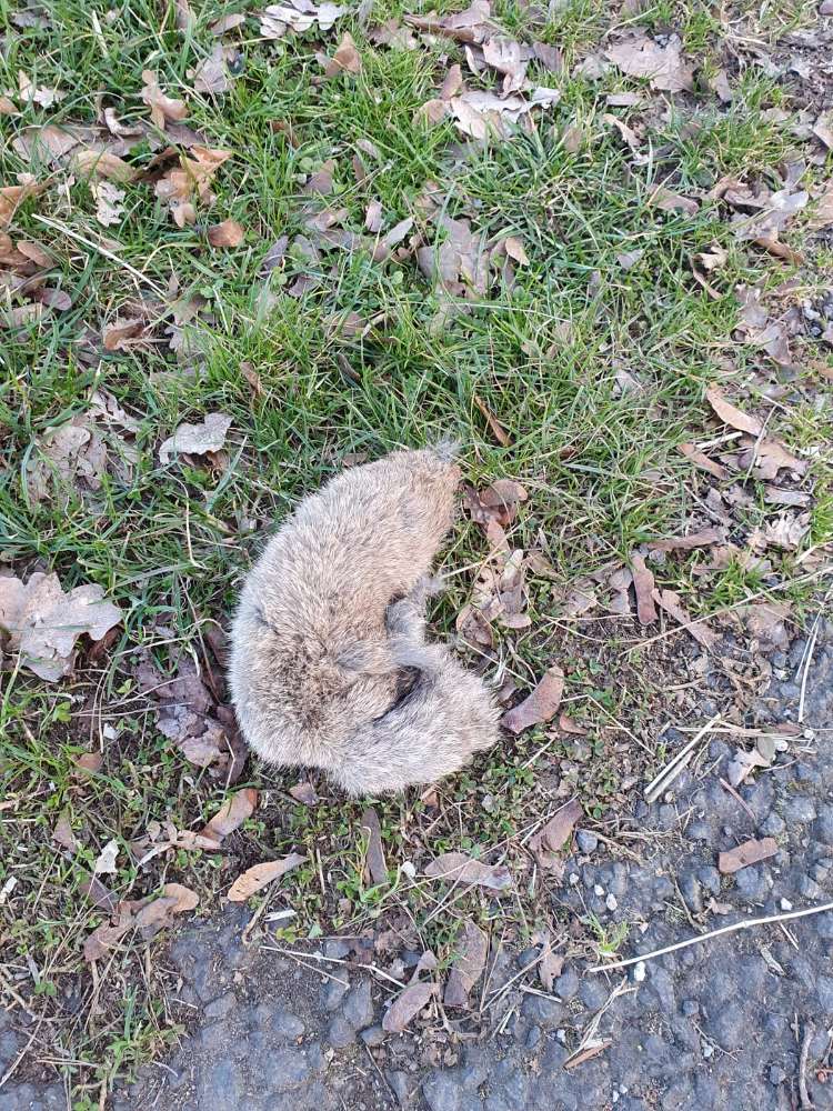 Giftköder-Toter Hase-Profilbild