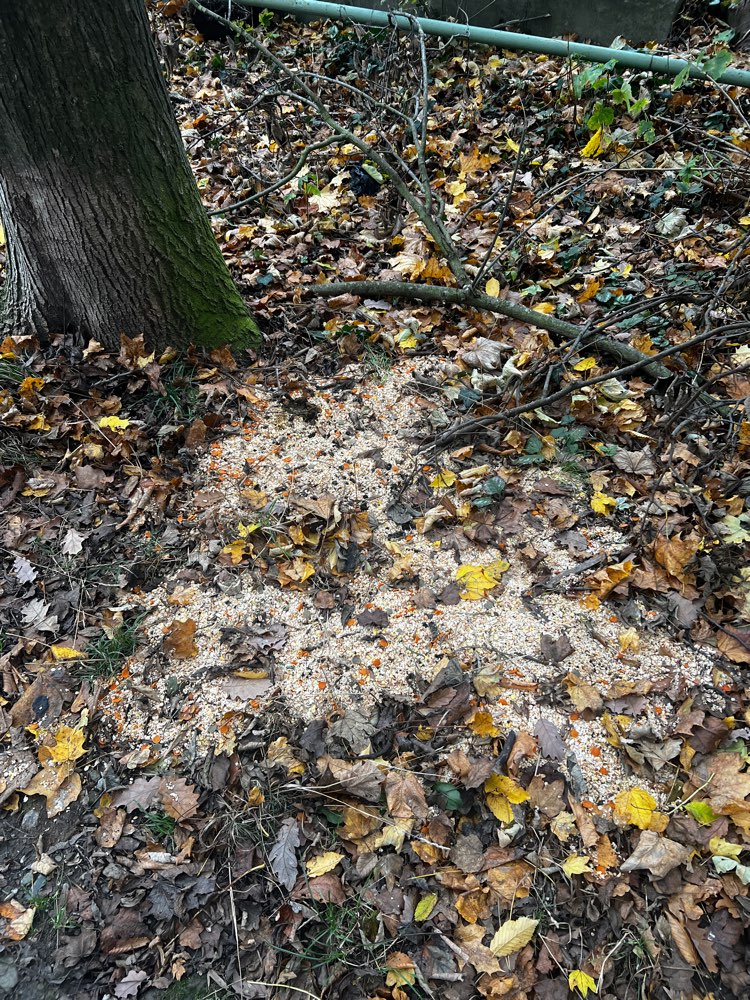 Giftköder-Giftköder-Profilbild