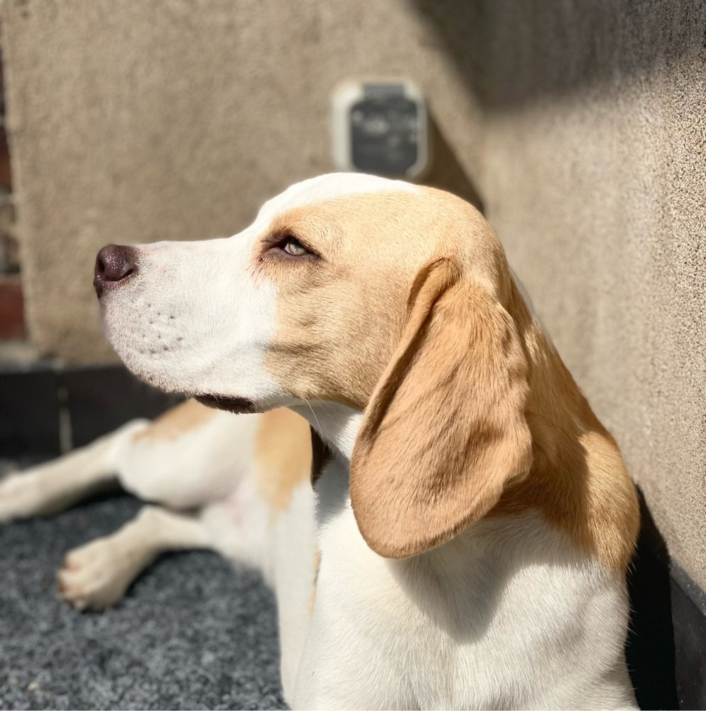 Hundetreffen-Spazieren und toben-Profilbild