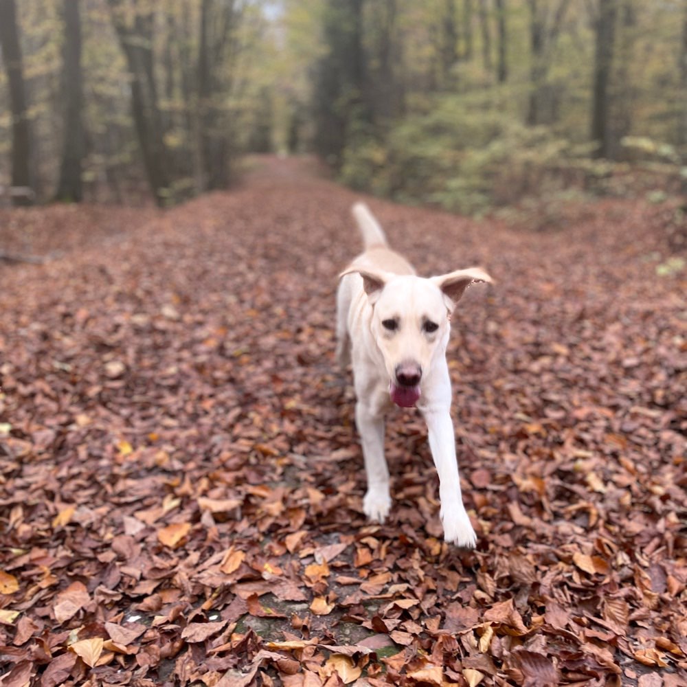 Hundetreffen-Gassi- & gerne auch Trainingsrunden-Profilbild