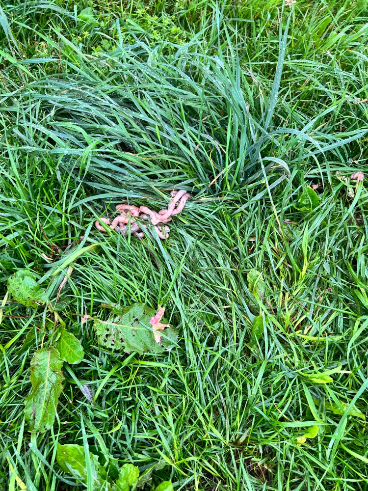 Giftköder-Fleisch + Gedärme in der Wiese-Profilbild