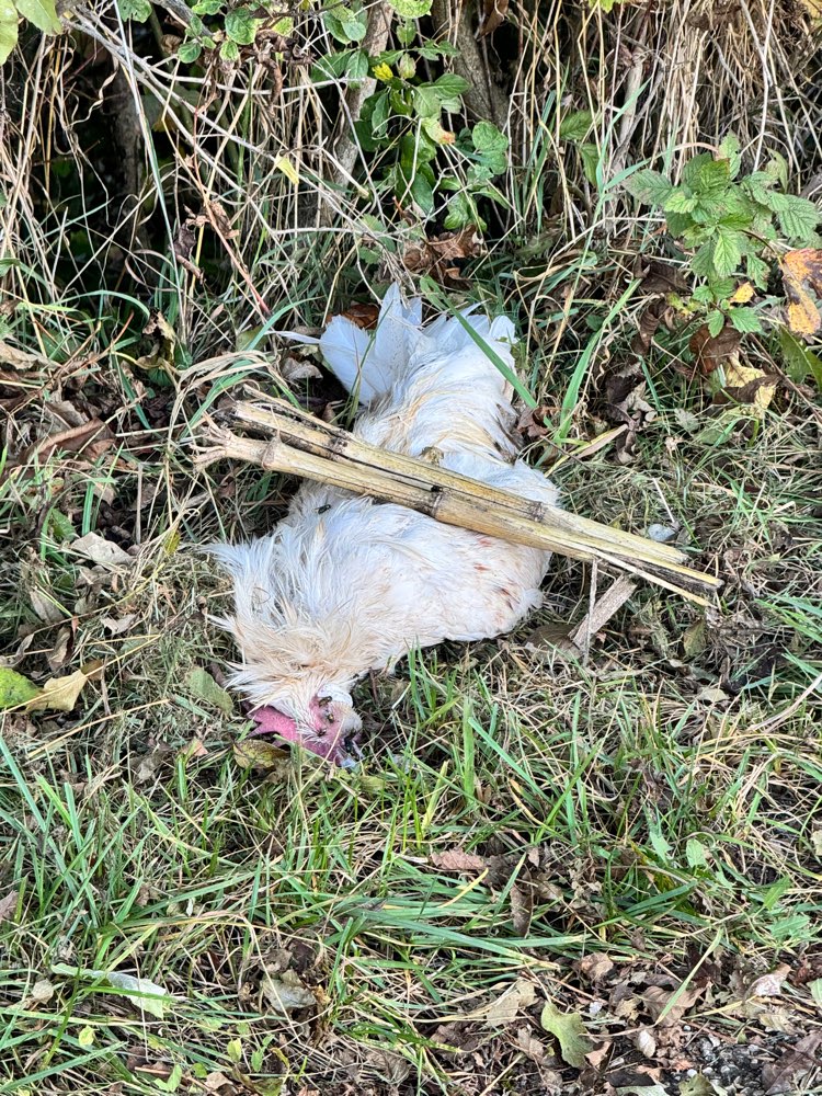 Giftköder-Totes Huhn-Profilbild