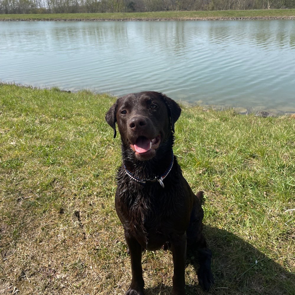 Hundetreffen-Spiel und Spaziergang-Profilbild