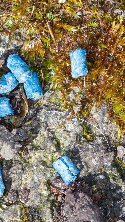 Giftköder-Rattengift-Profilbild